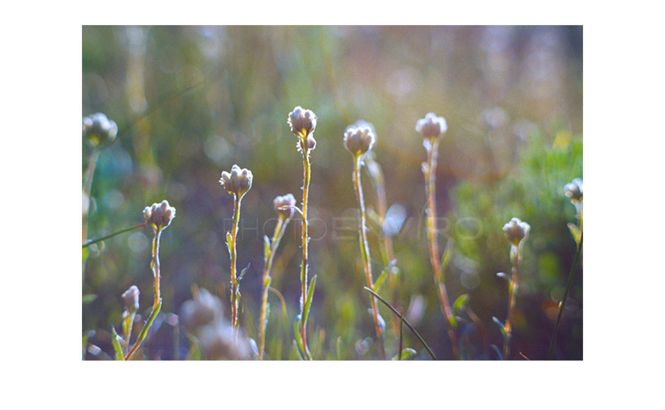 This is a macro shot of flowering grass, also from my website, www.photoenviro.com.